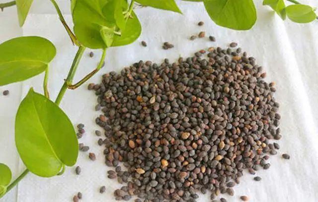 这2种花可是潜力股,花谢了还有种子,一下子能种好几盆|南方|茉莉|植株