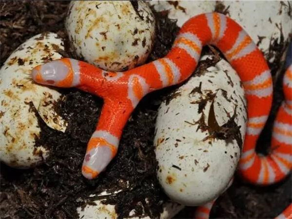 城市男子带走户外的蛇蛋,孵出小蛇的样子让人心有余悸