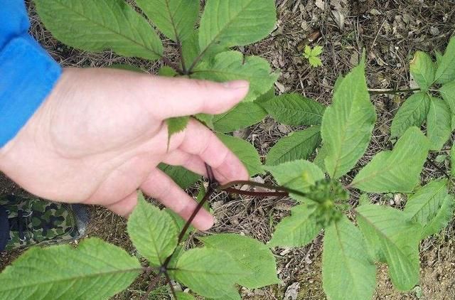 农村山中美艳的珍草,却不知"根"最为珍贵,一斤700多元|竹节参|人参