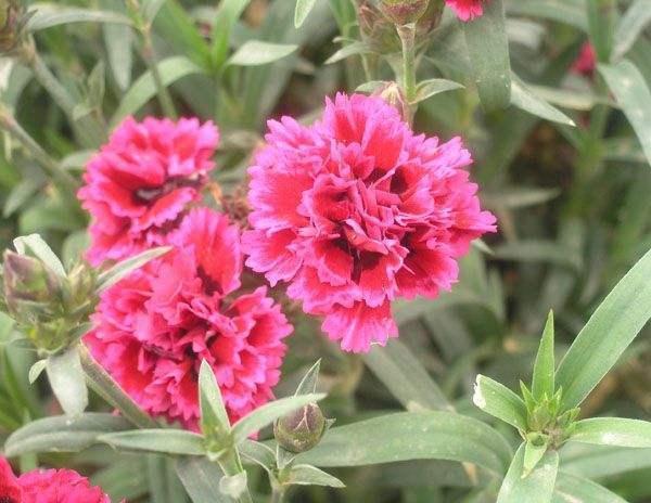 这花充满浪漫感名叫初吻开花稠密颜值不令人失望