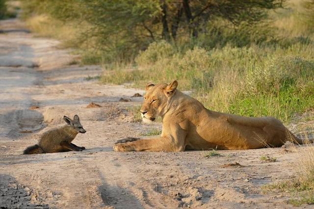 当小狮子和小狐狸相遇以后它们还会发生狐假虎威的故事吗!