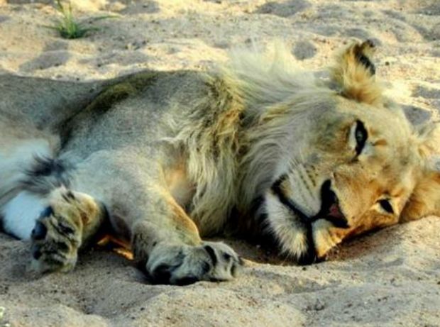 雄狮躺在地上一动不动,走进后才发现雄狮屁股后面成了这样