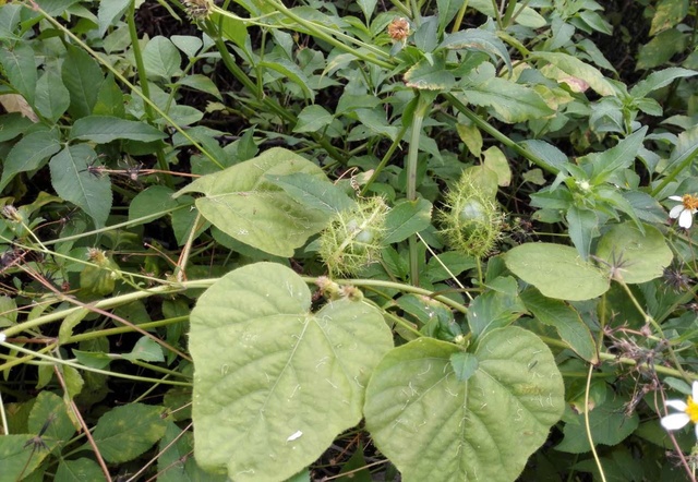 路边看到一株龙须护着的野果好怀念可很多农村人都没见过