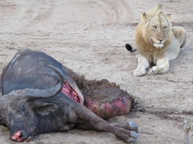 狮群合力杀死水牛咬开肚子竟流出一个大屎包狮群瞬间恶心坏了