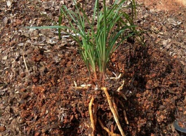 老花匠说:用山上一种土养花,长得旺,不烂根,养啥花都好使|养花|松针土