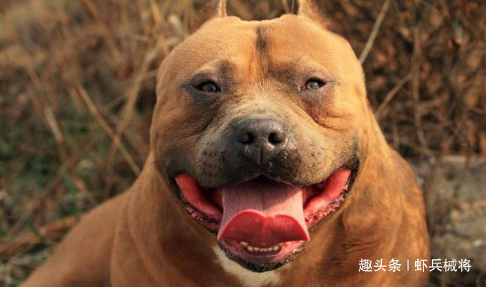 世界上最凶猛的狗,一口干翻鬼獒,咬住绝不松口|比特犬|獒|藏獒_新浪