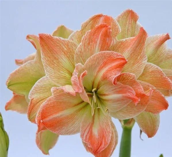 此花所代表的是渴望被爱,是希望被关爱的花,也可以用来表达爱意