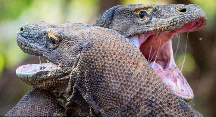 它是依然存活着的恶龙 除了人类在自然界中它没有天敌|科莫|猎物|科莫