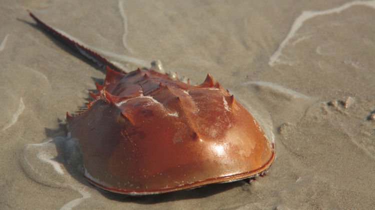地球上唯一的蓝血生物,存活四亿年却逐渐走向灭亡,原因让人无奈