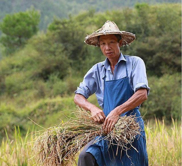 农民割完稻子,开始向稻田里的"鱼"下手,这是一季中最快乐时刻