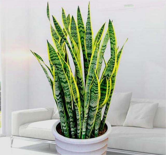 夏天做好3件事,金边耀眼,翠绿挺拔