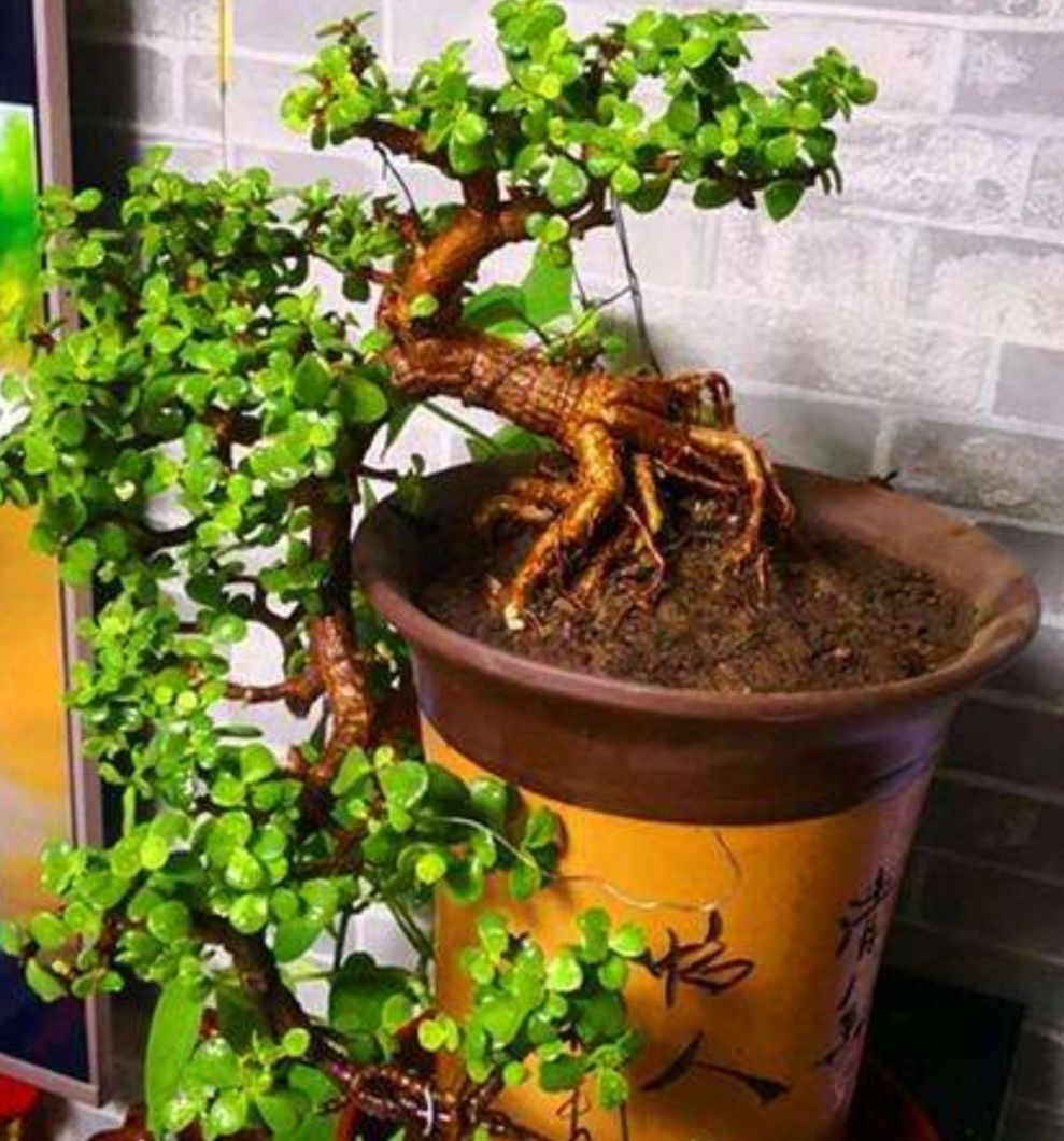 把金枝玉叶，养成粗壮盆景，只需做好这“几步”，长得枝繁叶茂