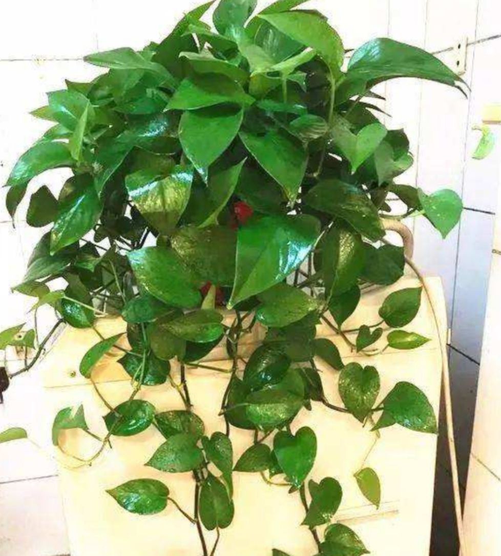 绿萝吊兰长不旺,给它浇上"2种水",长势旺盛,叶子浓绿