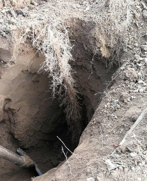 在农村,山药都是这么挖的,一个小坑能挖三米深,你见过吗?