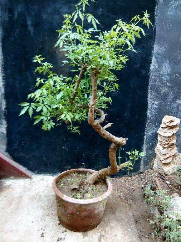 下雨之后它身上被完全的淋湿,看着又像是石头,名字叫做黄荆树.