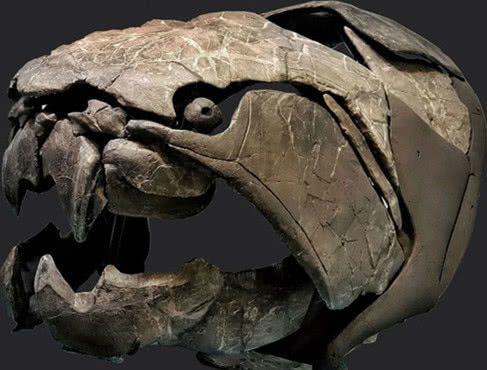 邓氏鱼在海底可以说是横行霸道,至今海洋学家还没有