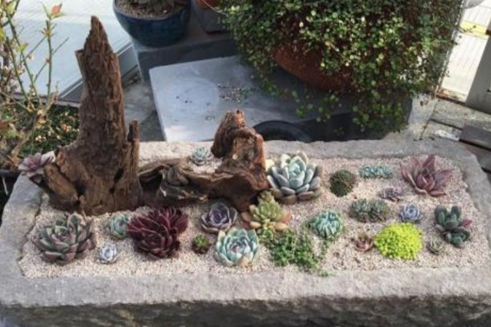 农村的旧石槽,菜坛子,用来"养花种草",比普通花盆还美