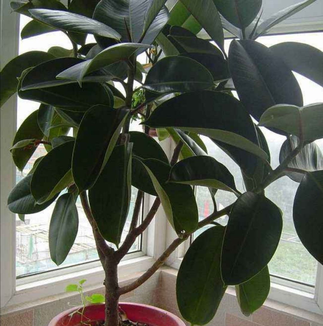 橡皮树不长新叶,春天做好几件事,长得旺盛,叶子浓绿