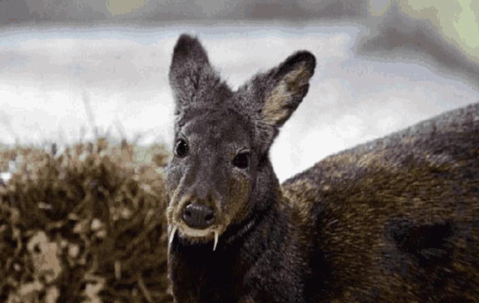 拥有吸血鬼长相的鹿,牙齿长8厘米,却因身上太香而濒临灭绝