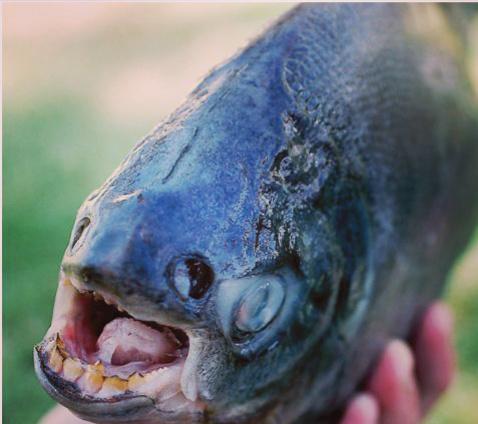 盤點世界上最怪的11種動物 最醜的魚達式蝙蝠魚(圖)