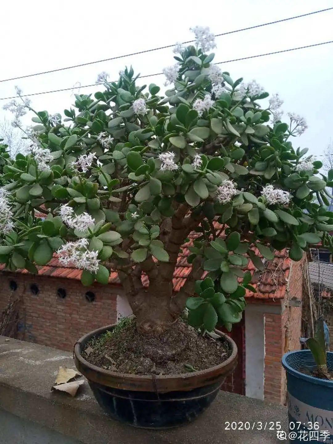 芦荟|白檀|金琥_新浪新闻