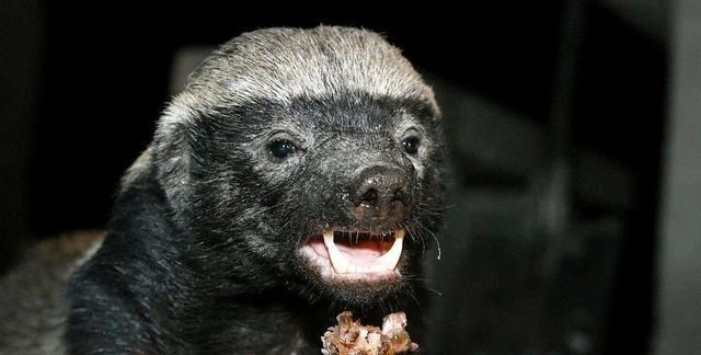 蜜獾|体重|自然界_新浪新闻