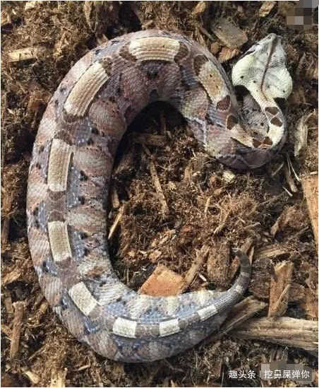 世界上最胖的毒蛇,像毛毛虫一样挪动,凶狠程度与黑曼巴有的一拼