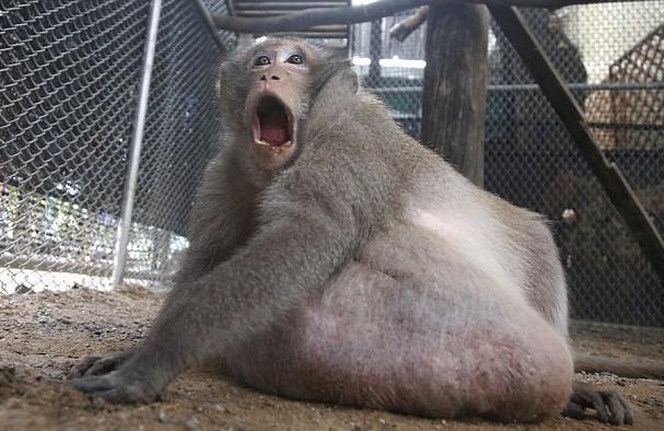 游客胡乱投食导致泰国一猴子肥胖,被人类抓起来强制减肥!