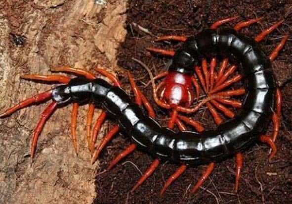 世界上的10种毒蜈蚣第6种体型巨大最后一种被称天龙