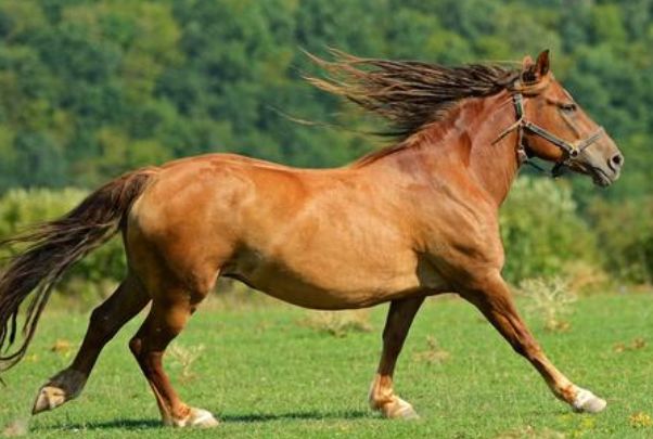 属马人迎来人生大反转,6月下旬人生开了挂,成功逆袭成大佬!