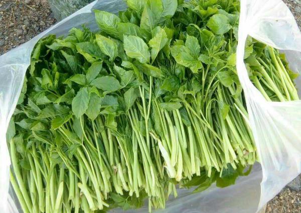 此菜很多人都当草,其实浑身是宝,爽口又好吃,简单拌拌就可上桌|刺五加