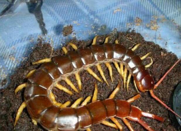 世界上的10种毒蜈蚣,第6种体型巨大,最后一种被称"天龙"|马来西亚