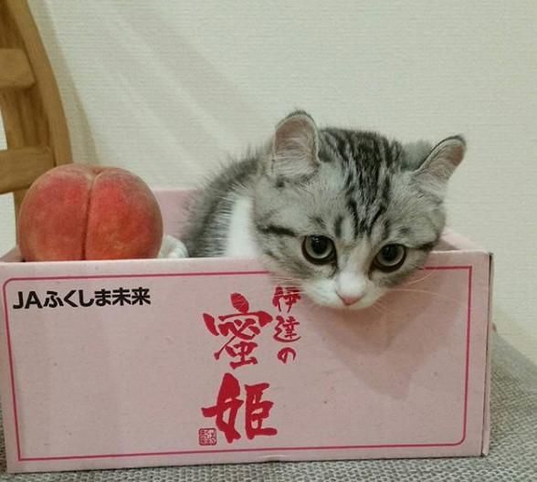 日本这只网红小奶猫又火了,软萌软萌的外表,颜值太高了!