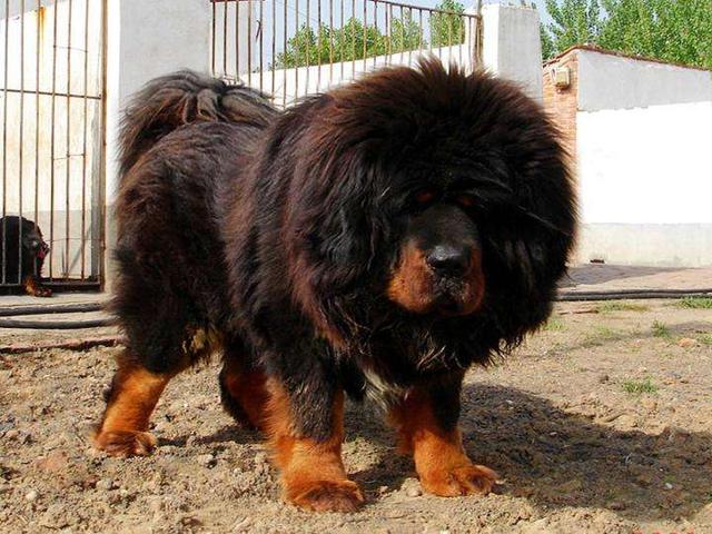 犬界中的5大"假货",看上去高大威猛,实际中看不中用