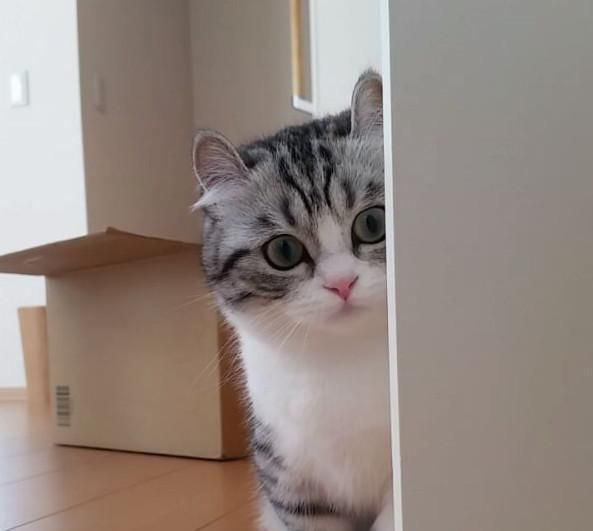 日本这只网红小奶猫又火了,软萌软萌的外表,颜值太高了!