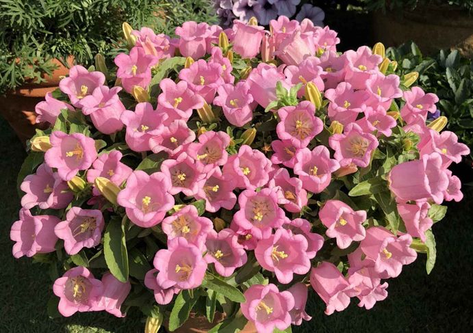 秋季阳台种风铃草,形态奇趣可爱,花量大,盛花爆盆美极了!