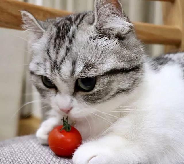 日本这只网红小奶猫又火了,软萌软萌的外表,颜值太高了!