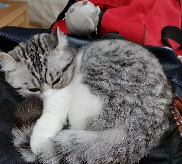 日本这只网红小奶猫又火了,软萌软萌的外表,颜值太高了!