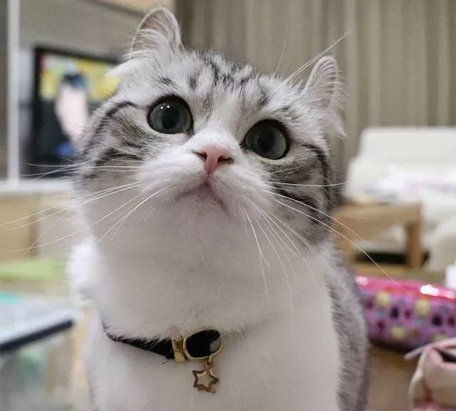 日本这只网红小奶猫又火了,软萌软萌的外表,颜值太高了!