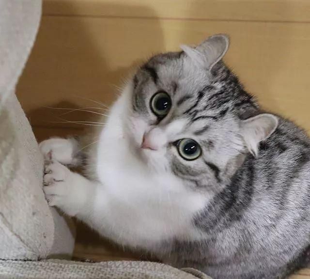 日本这只网红小奶猫又火了,软萌软萌的外表,颜值太高了!