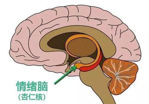 有一个叫边缘系统的区域,在我们的大脑结构里,情绪如何影响智力?