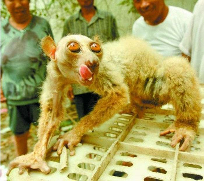 男子野外耕作无意发现不明生物,其样子怪异,被它的样子吓了一跳