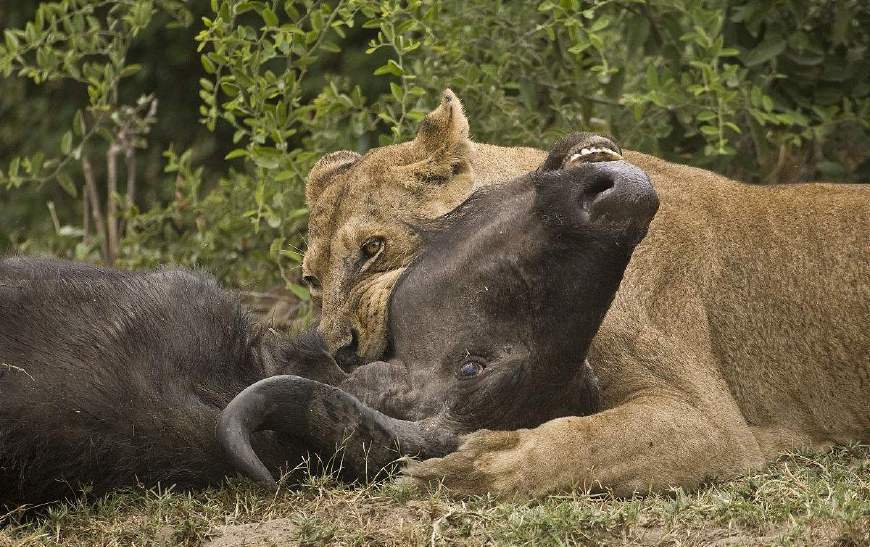 狮子盯上了喝水的水牛群,实力太强大,最后老牛成为了它的盘中餐