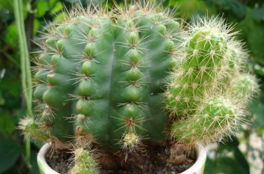 养花就养3种花,家里养一盆,浇水就疯长,夏季也能疯长不停|宫灯|红掌