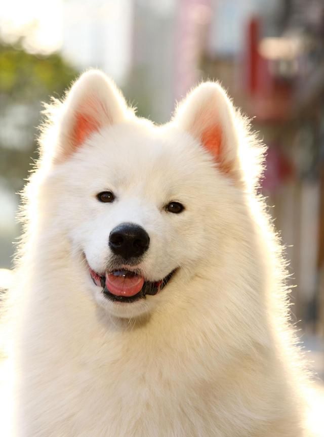 "微笑天使"萨摩耶一生的5个重要时期,饲养全攻略