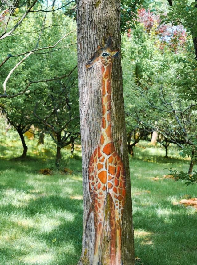 自带大长腿的长颈鹿,是森林里谦谦君子般的动物打开方式.