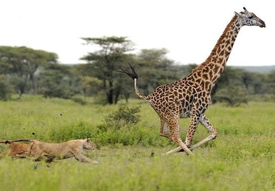 长颈鹿孩子生到一半,突遇狮子袭击撒腿就跑,只可怜了它