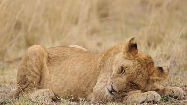 直接拿鹿猪开涮,最后死状惨不忍|小狮子|捕猎|幼崽_新浪新闻