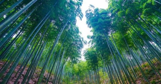 浙江最著名的大毛竹基地,一万亩竹林里,生长着国内最大的毛竹
