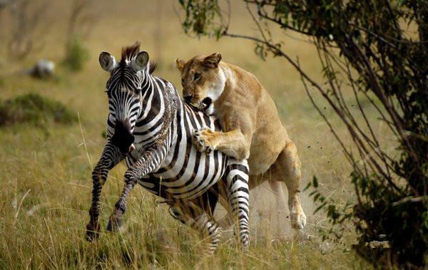 斑马惨遭狮子追击!你猜它是否能虎口脱险!